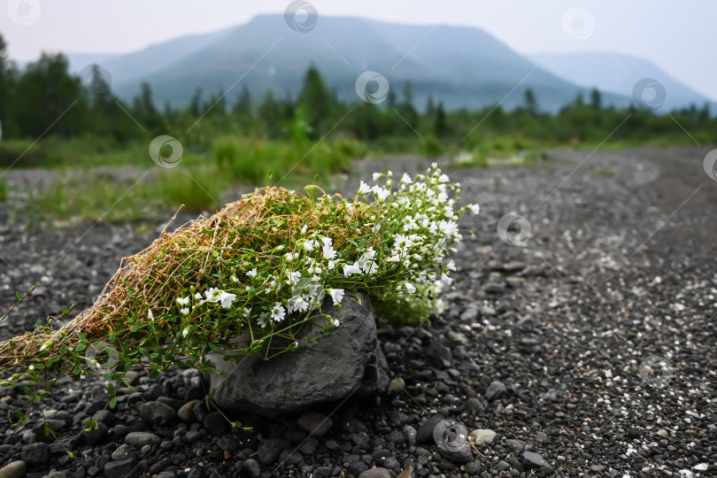 Скачать Цветы на плато Путорана. фотосток Ozero