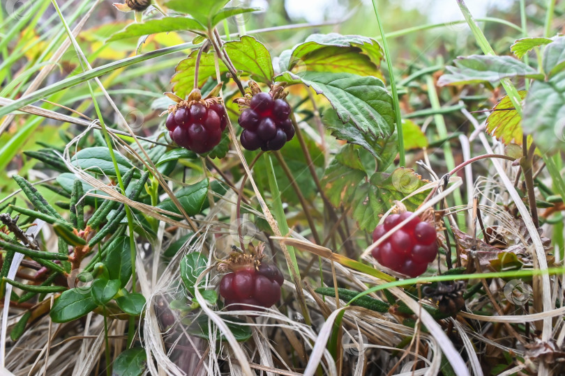 Скачать Rubus arcticus или арктическая малина. фотосток Ozero