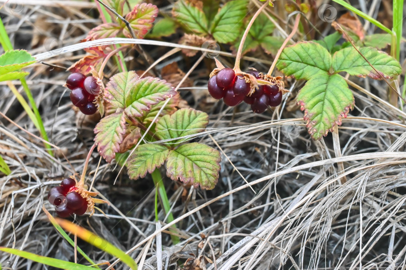 Скачать Rubus arcticus или арктическая малина. фотосток Ozero