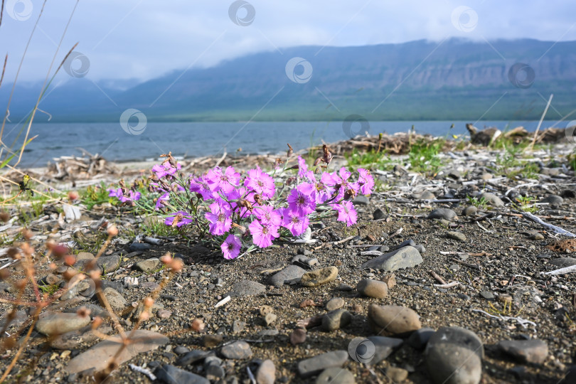 Скачать Цветы на плато Путорана. фотосток Ozero