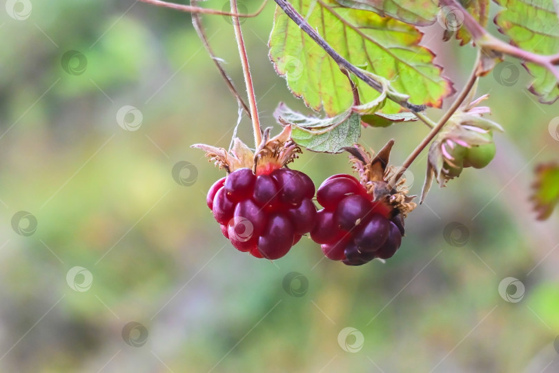 Скачать Rubus arcticus или арктическая малина. фотосток Ozero