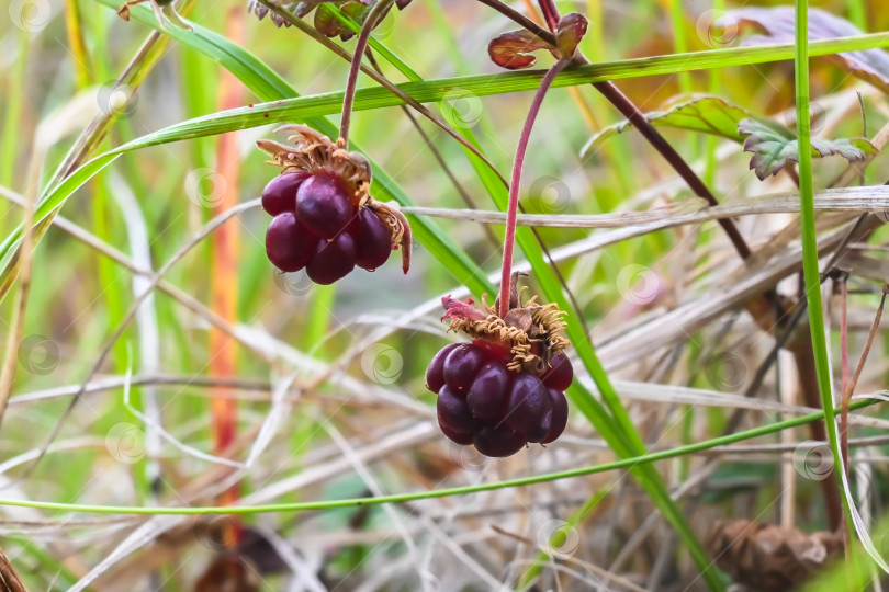 Скачать Rubus arcticus или арктическая малина. фотосток Ozero