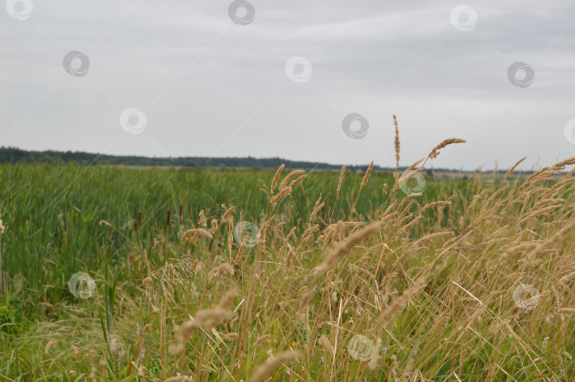 Скачать Комбинирование разных колосков. фотосток Ozero