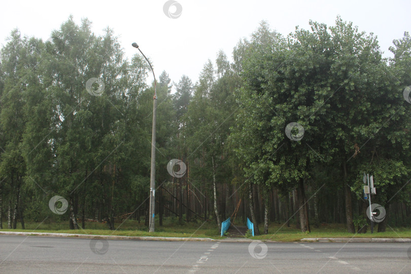 Скачать Лес у дороги ранним утром фотосток Ozero