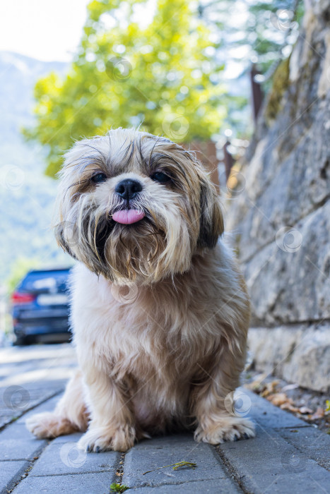 Скачать собака ши-тцу гуляет по городу фотосток Ozero