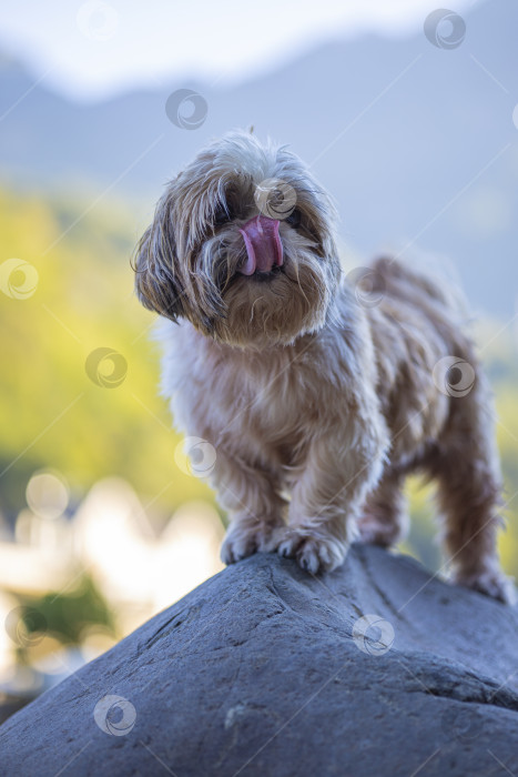 Скачать собака ши тцу на большом камне фотосток Ozero