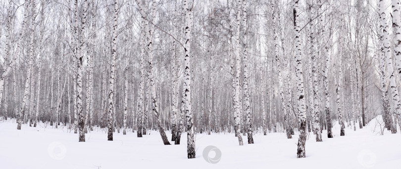 Скачать Зимняя березовая роща фотосток Ozero