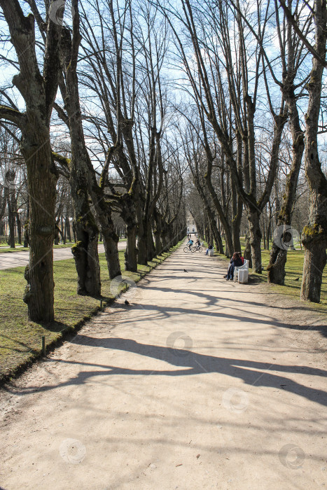 Скачать Аллея в парке. фотосток Ozero