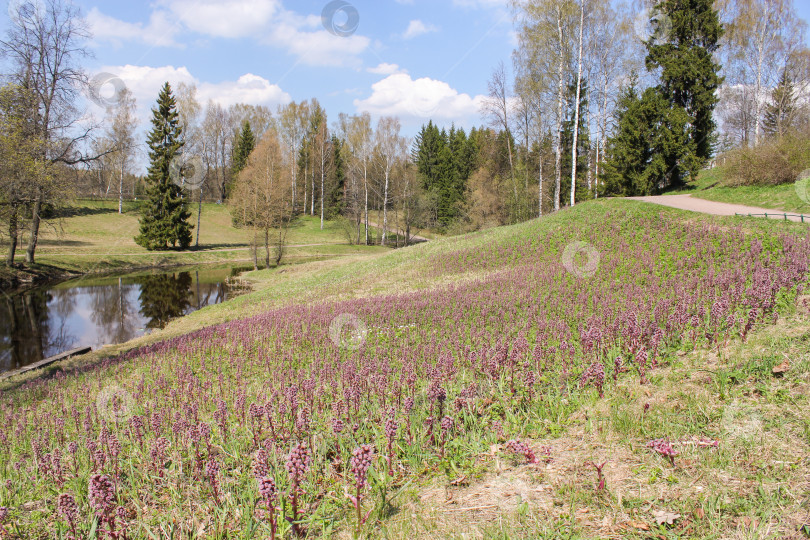 Скачать Весенний пейзаж на берегу реки. фотосток Ozero