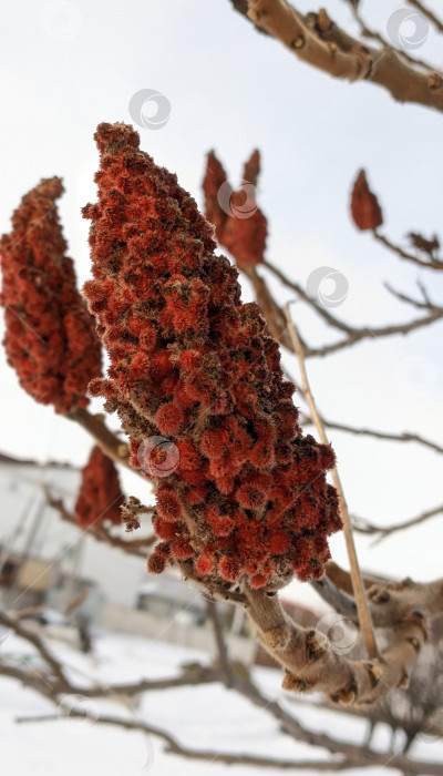 Скачать Сумах с оленьими рогами зимним утром. фотосток Ozero