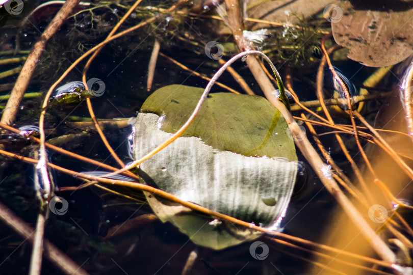 Скачать лист на воде фотосток Ozero