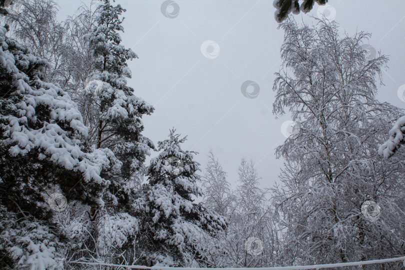 Скачать зимний пейзаж фотосток Ozero