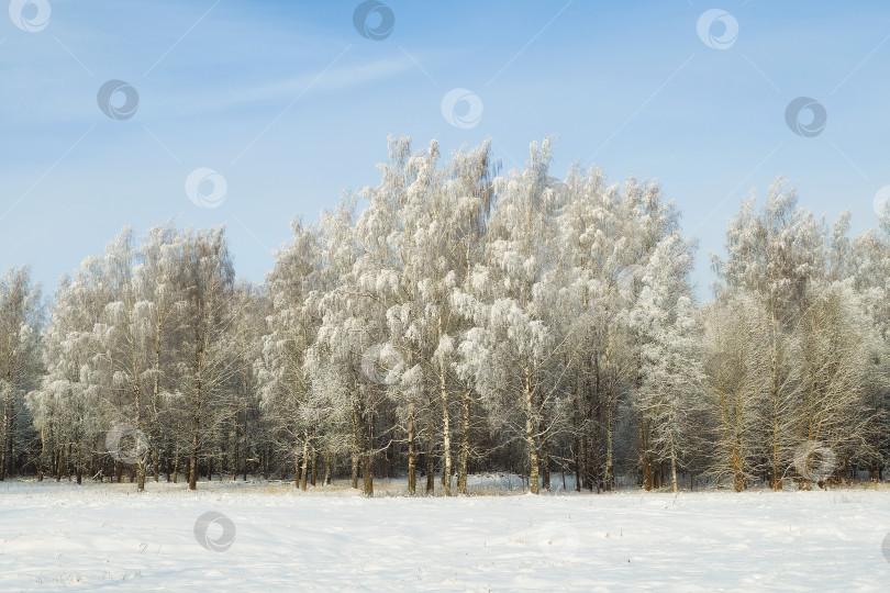 Скачать Зимний лес в солнечный морозный день. фотосток Ozero