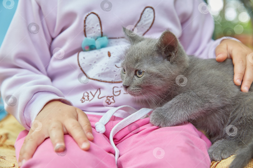 Скачать Серый котенок сидит на коленях у ребенка. Концепция заботы и любви к домашнему животному. фотосток Ozero