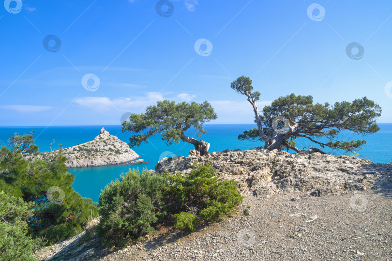 Скачать Старые изогнутые можжевельники на берегу моря. фотосток Ozero