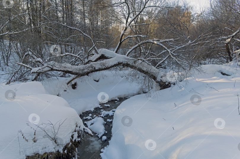 Скачать Ручей в зимнем лесу. фотосток Ozero