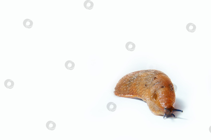 Скачать Крупный испанский слизень Arion vulgaris. Выделен на белом фоне. Место для копирования фотосток Ozero
