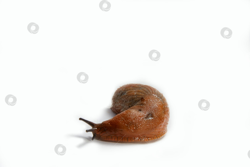 Скачать Крупный испанский слизень Arion vulgaris. Выделен на белом фоне фотосток Ozero