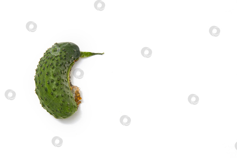 Скачать Органический уродливый огурец на белом фоне, вид сверху. Место для копирования. фотосток Ozero
