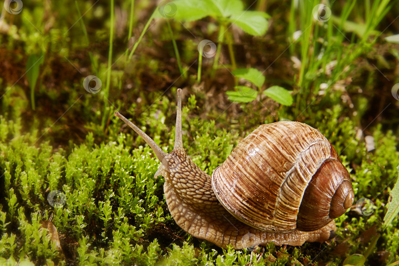 Скачать Helix pomatia, или виноградная улитка, бордовая улитка, обитающая в природе в зеленом мху. Съедобная улитка семейства Helicidae в естественной среде обитания. Место для копирования. фотосток Ozero