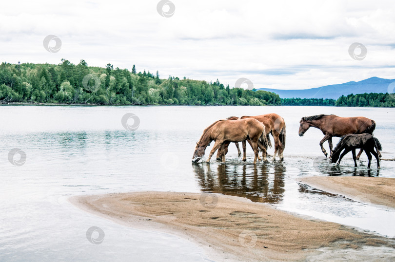 Скачать Табун лошадей свободно пасется на улице, лошадь пьет воду из реки фотосток Ozero