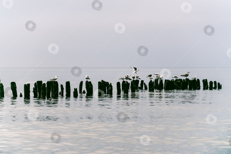 Скачать Чайка рядом с морской водой, морские чайки, сидящие на перилах на фоне океана фотосток Ozero