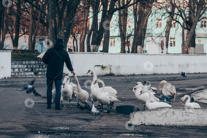 Скачать Стая белых лебедей плывет по воде, темная гладь озера, пасмурный день фотосток Ozero
