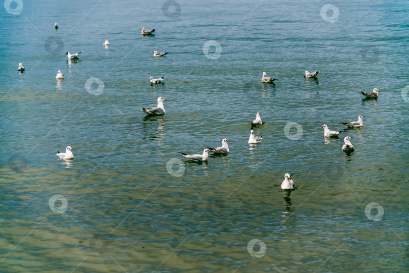 Скачать Чайка рядом с морской водой, морские чайки, сидящие на перилах на фоне океана фотосток Ozero