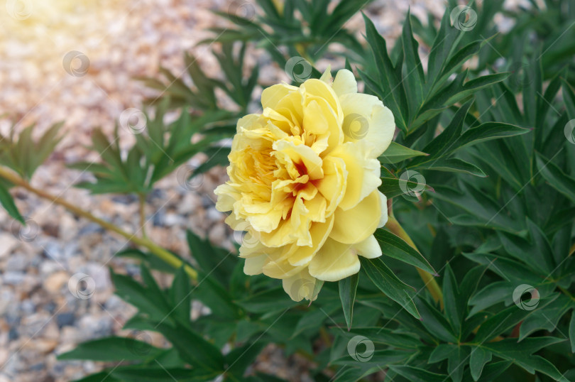 Скачать Цветение желтого пиона сорта Ито-гибрид Бартзелла (Paeonia Itoh Hybrids Bartzella) фотосток Ozero