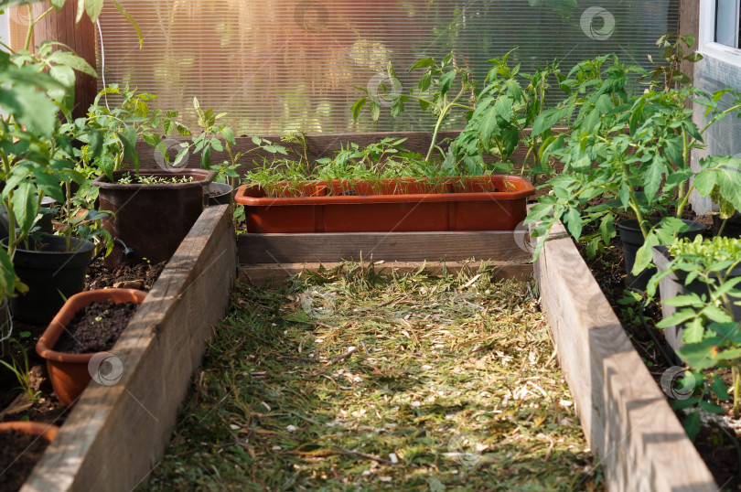 Скачать Выращивание в теплице овощей и зелени фотосток Ozero