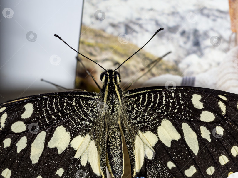 Скачать Вид сверху на тропическую бабочку papilio demoleus. Макрос. Хорошо видны глаза, усики и крылья бабочки. фотосток Ozero