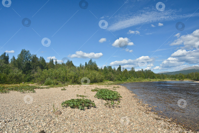 Скачать Летний речной пейзаж в Северном национальном парке. фотосток Ozero