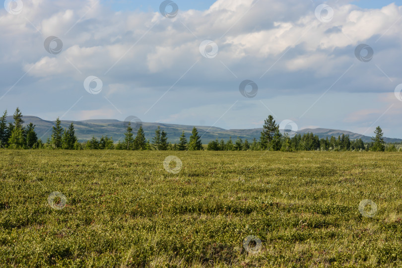 Скачать Предгорная тундра. фотосток Ozero