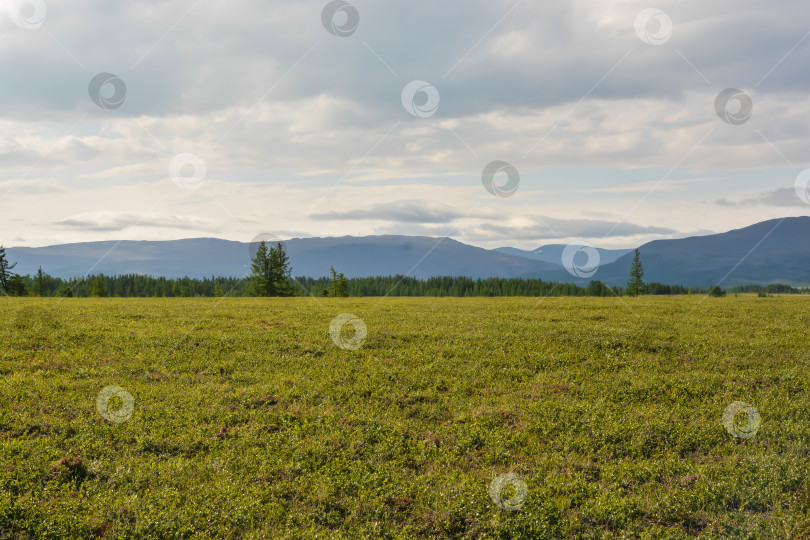 Скачать Предгорная тундра. фотосток Ozero