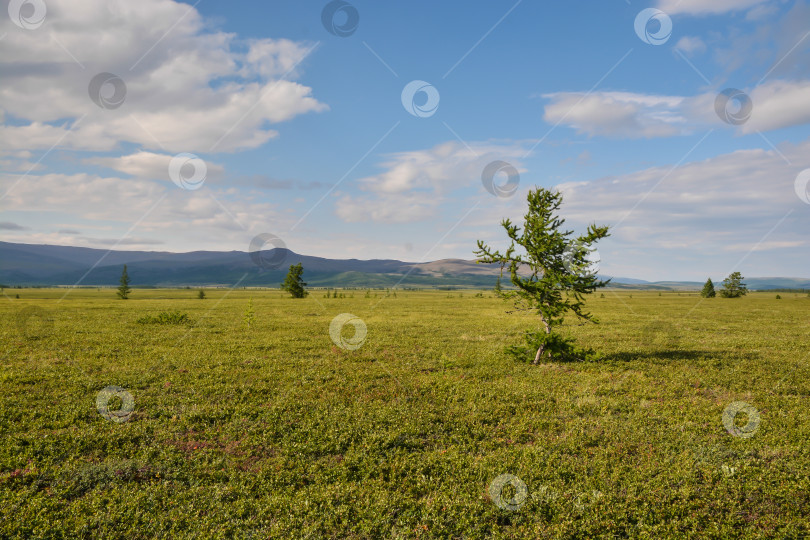 Скачать Предгорная тундра. фотосток Ozero