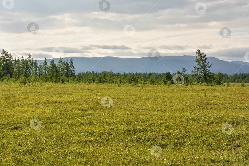 Скачать Предгорная тундра. фотосток Ozero