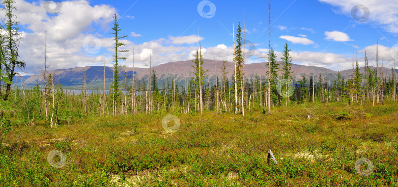 Скачать Панорама горной тундры на плато Путорана. фотосток Ozero