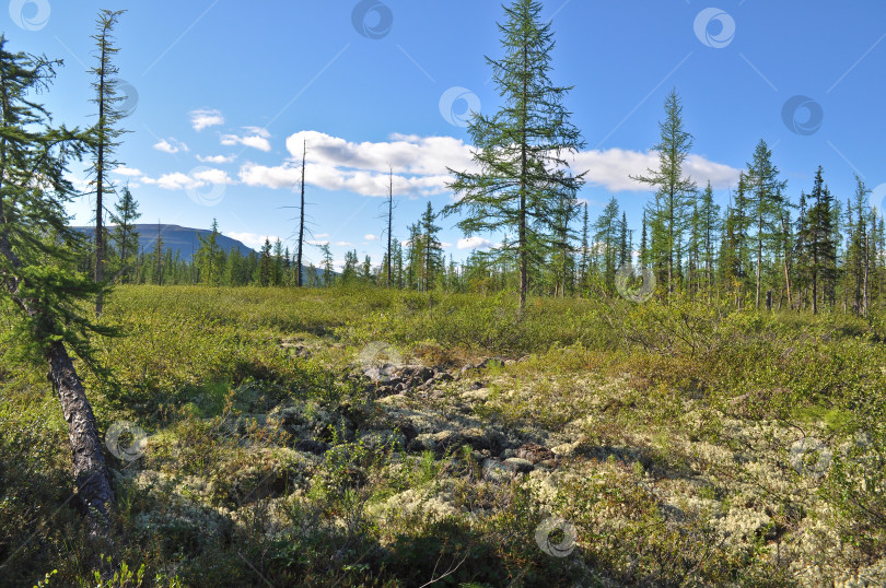 Скачать Горная тайга на плато Путорана. фотосток Ozero