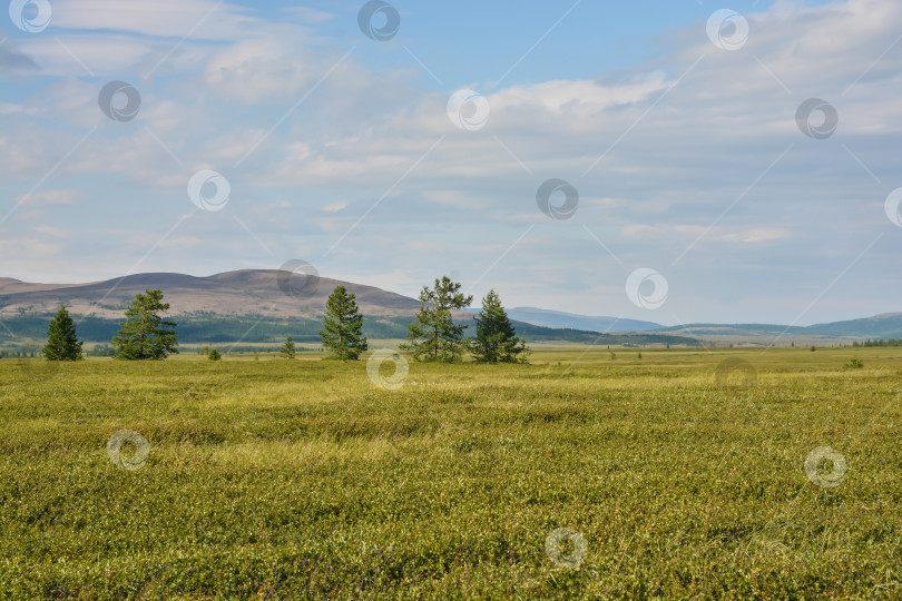 Скачать Предгорная тундра. фотосток Ozero
