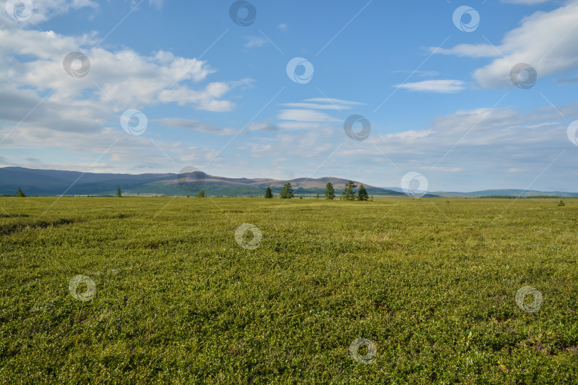Скачать Предгорная тундра. фотосток Ozero