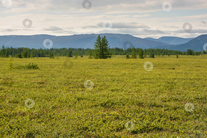 Скачать Предгорная тундра. фотосток Ozero