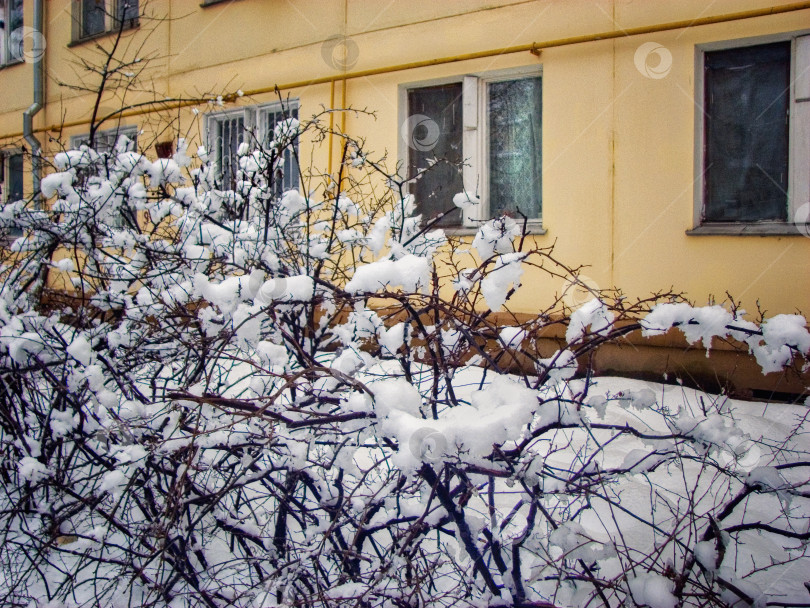 Скачать Снег на ветвях кустарника на фоне дома фотосток Ozero