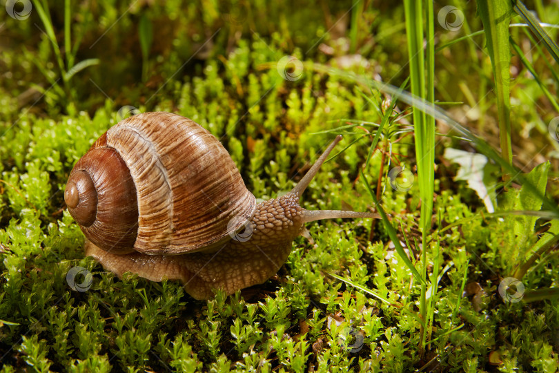 Скачать Helix pomatia - это также римская или виноградная улитка, обитающая в природе в зеленом мху. фотосток Ozero