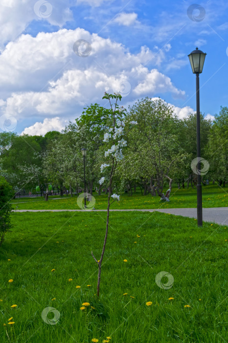 Скачать Маленькая цветущая яблоня. фотосток Ozero