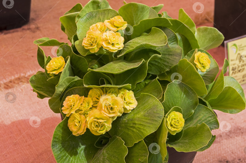 Скачать Примула сортовая auricula Лесной щербет. фотосток Ozero