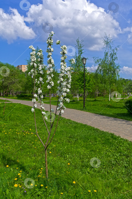 Скачать Маленькая цветущая яблоня. фотосток Ozero