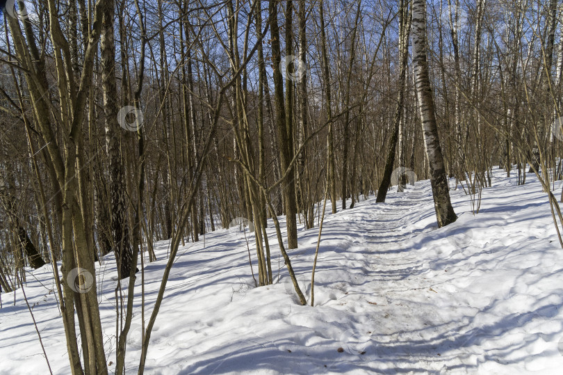 Скачать Весенний лес. фотосток Ozero