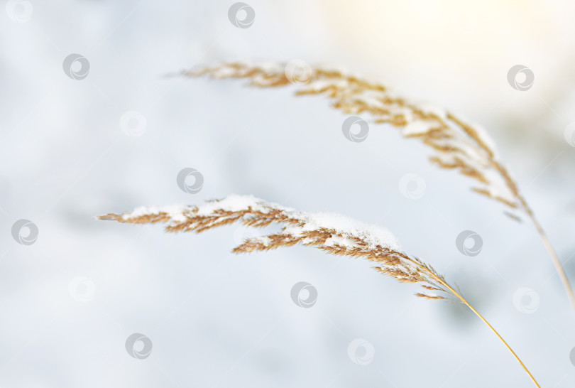 Скачать Две сухие желтые травинки зимой под снегом. Agrostis exarata фотосток Ozero