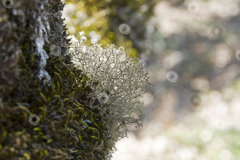 Скачать Кремовый чашевидный лишай (лат. Cladonia portentosa). фотосток Ozero