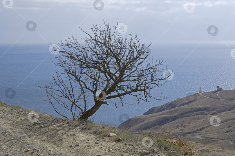 Скачать Одинокое дерево на крутом склоне у горной дороги. фотосток Ozero